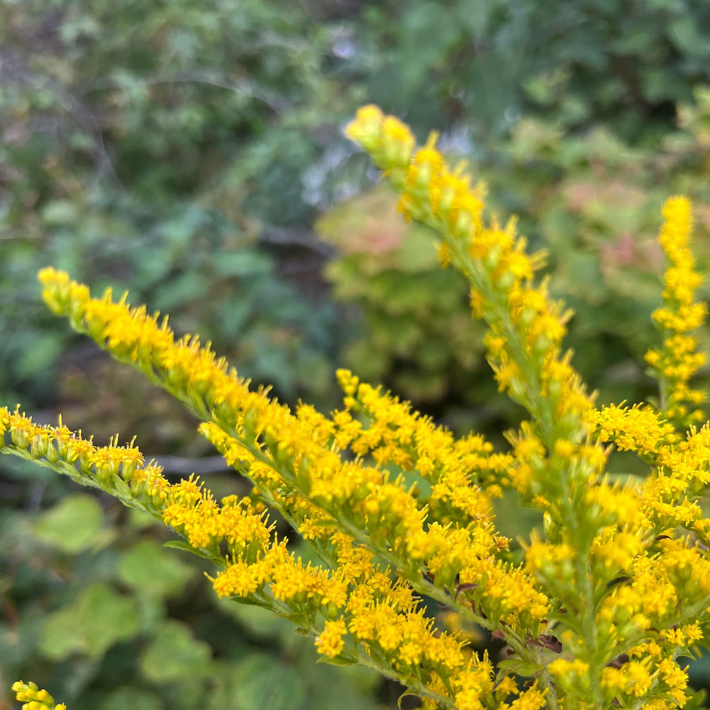 
                  
                    Semences - Verge d'or rugueuse
                  
                