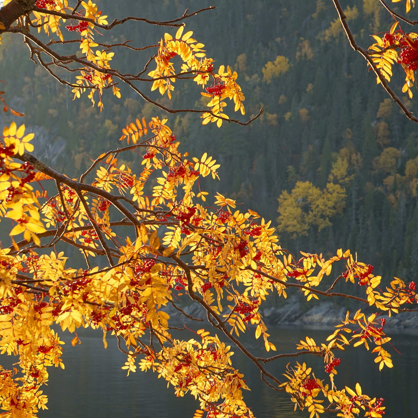 
                  
                    Semences - Sorbier d'Amérique
                  
                