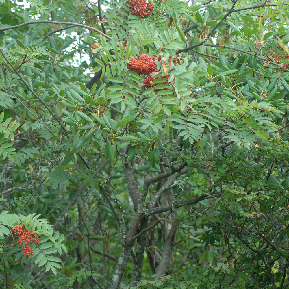 
                  
                    Semences - Sorbier d'Amérique
                  
                