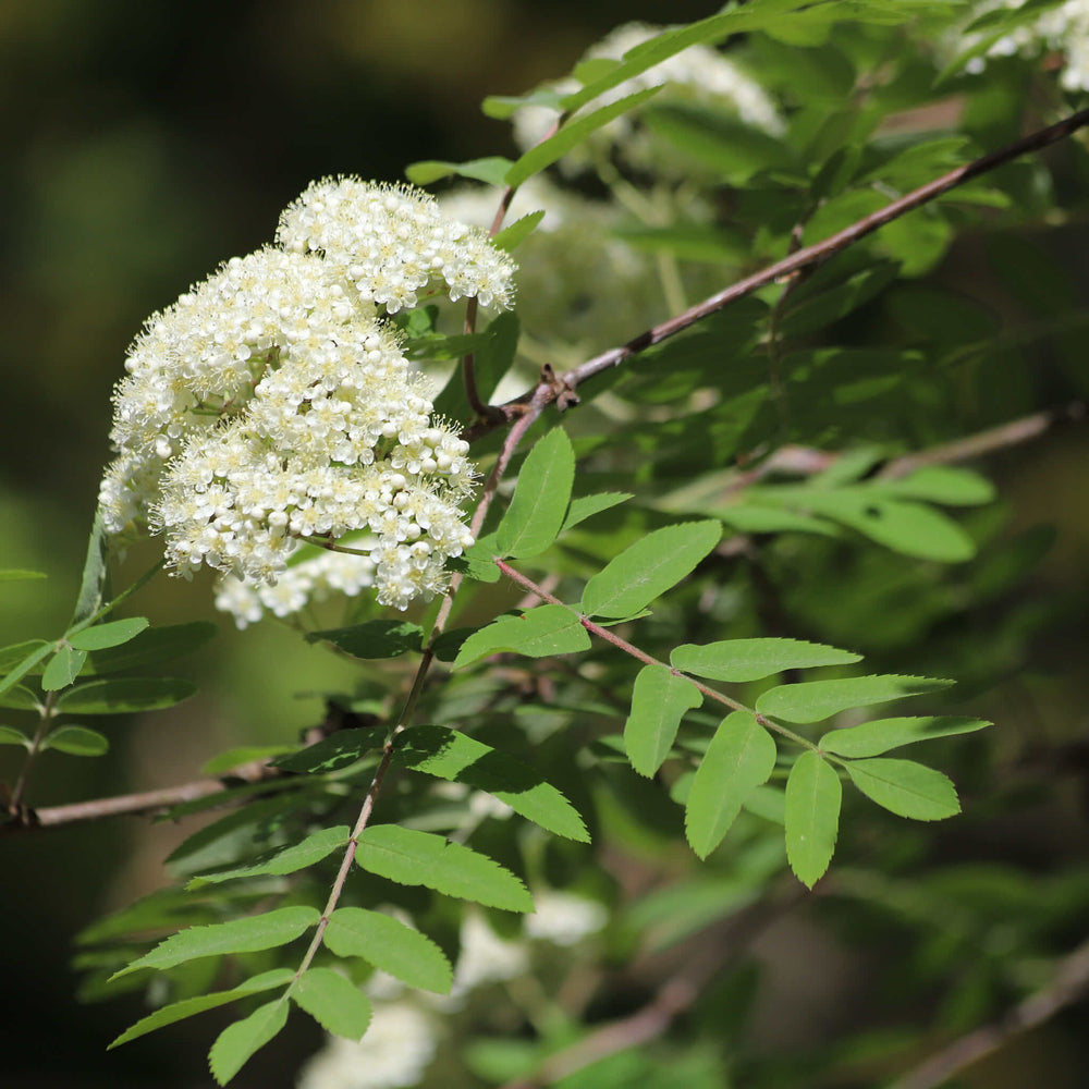 
                  
                    Semences - Sorbier d'Amérique
                  
                