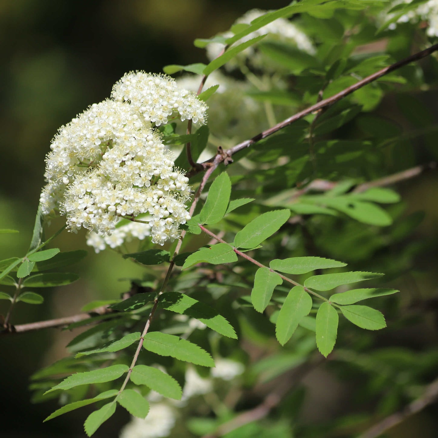 
                  
                    Semences - Sorbier d'Amérique
                  
                