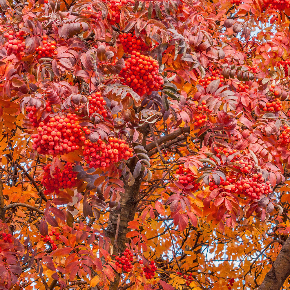 
                  
                    Semences - Sorbier d'Amérique
                  
                