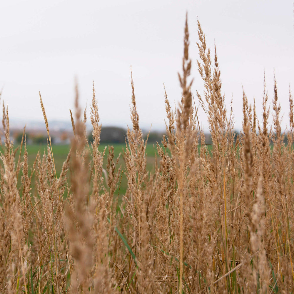 
                  
                    Semences - Faux-sorgho penché
                  
                