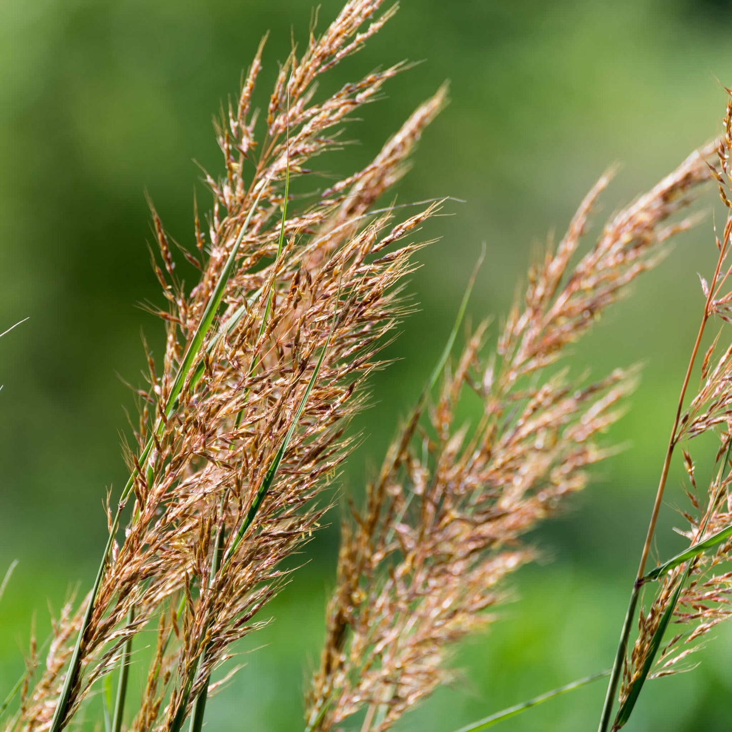 
                  
                    Semences - Faux-sorgho penché
                  
                