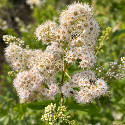 Seeds - Broad-leaved Meadowsweet