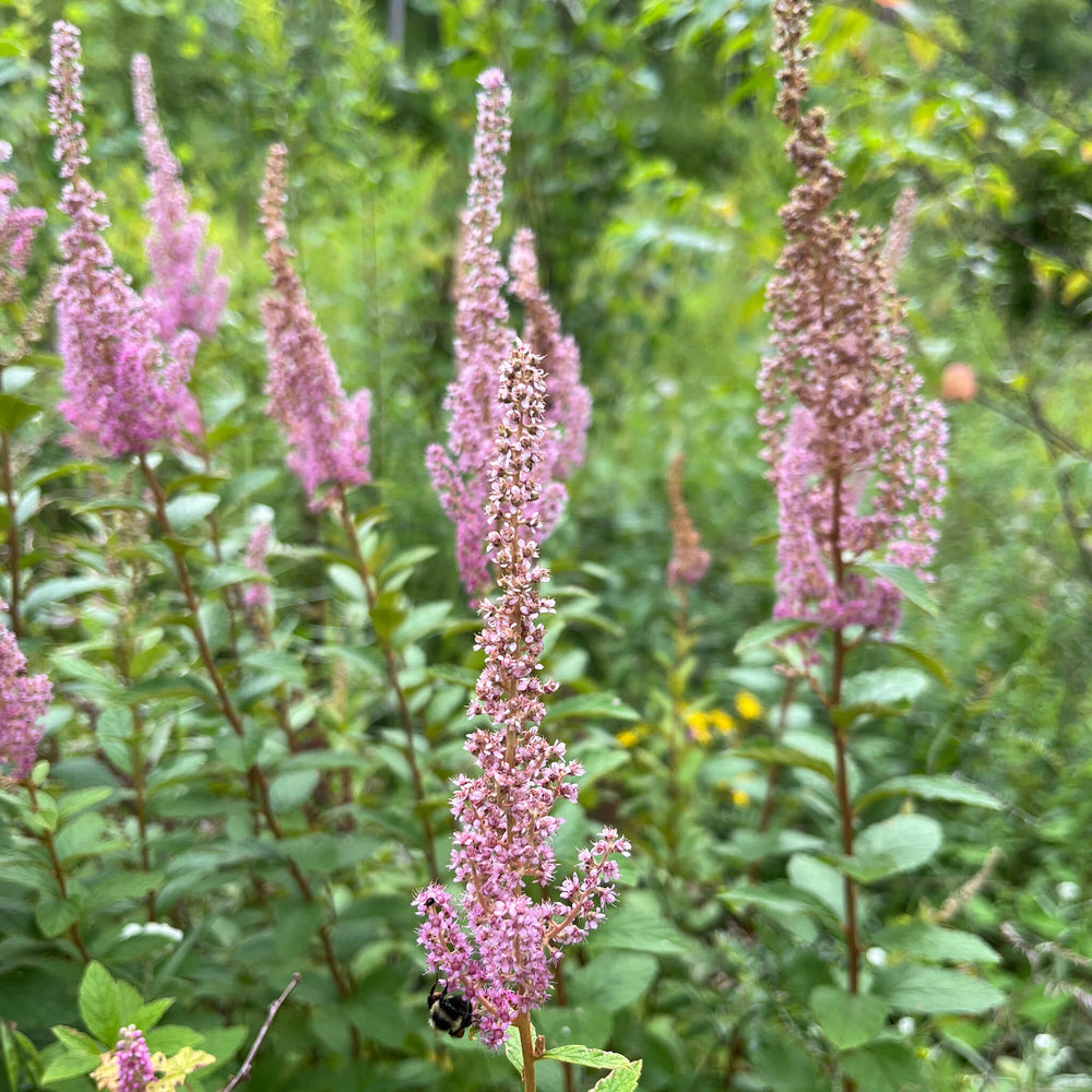 Semences - Spirée tomenteuse