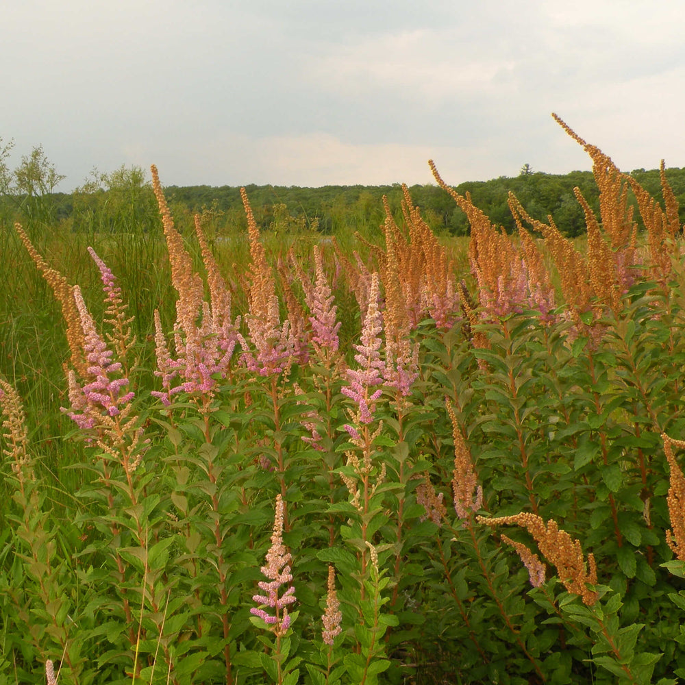 
                  
                    Semences - Spirée tomenteuse
                  
                