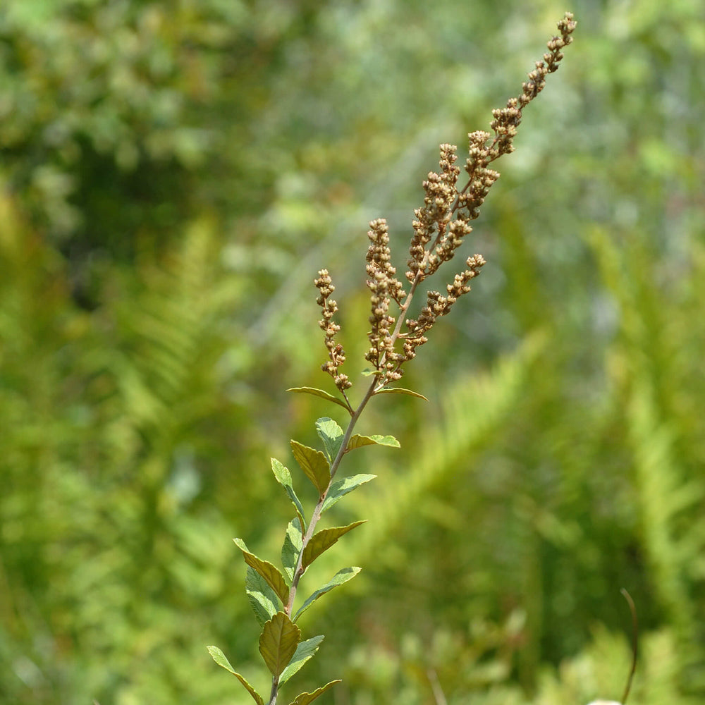 
                  
                    Semences - Spirée tomenteuse
                  
                