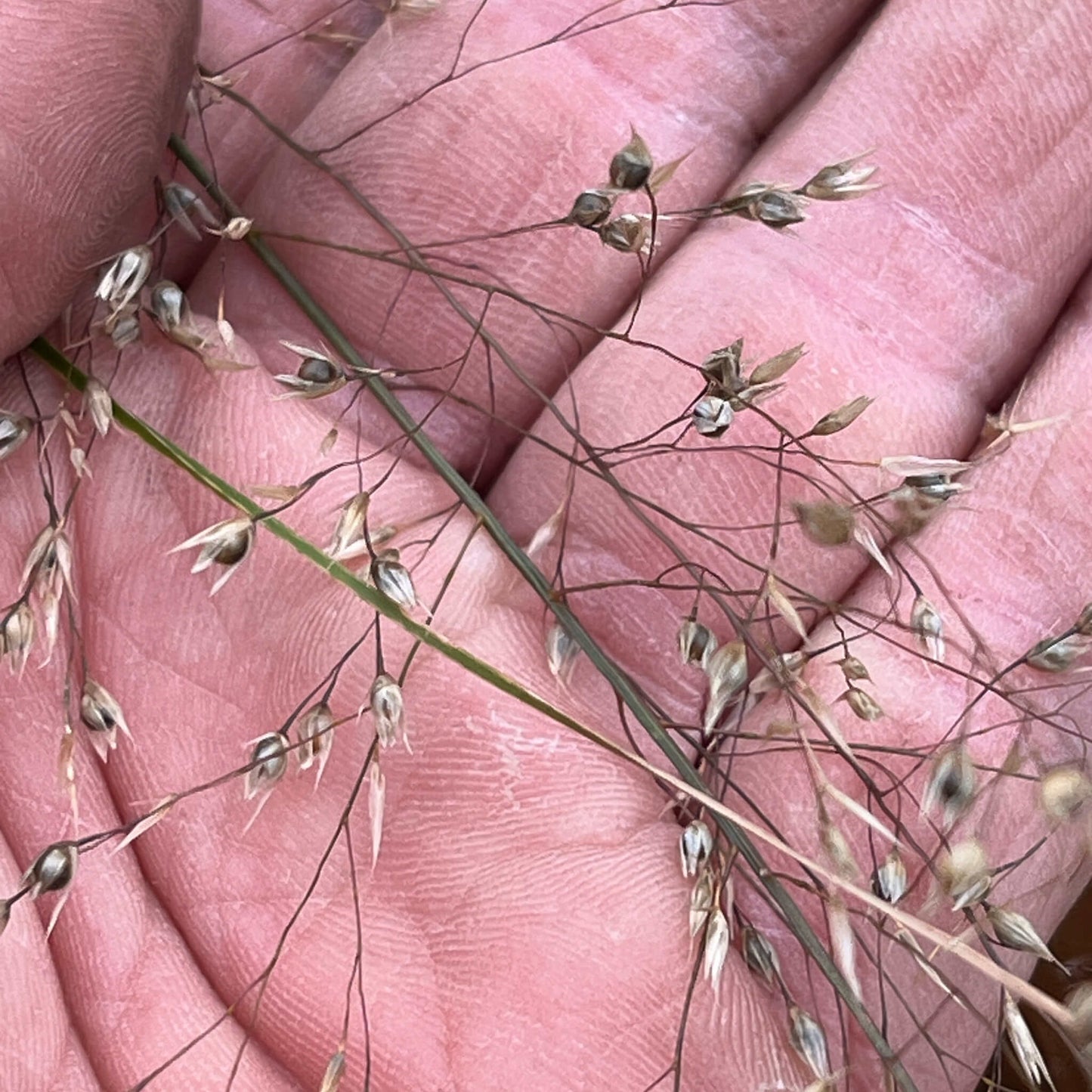 
                  
                    Seeds - Prairie Dropseed
                  
                