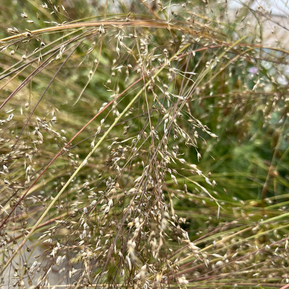 Semences - Sporobole à glumes inégales