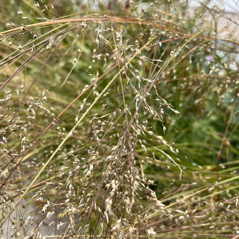 Seeds - Prairie Dropseed