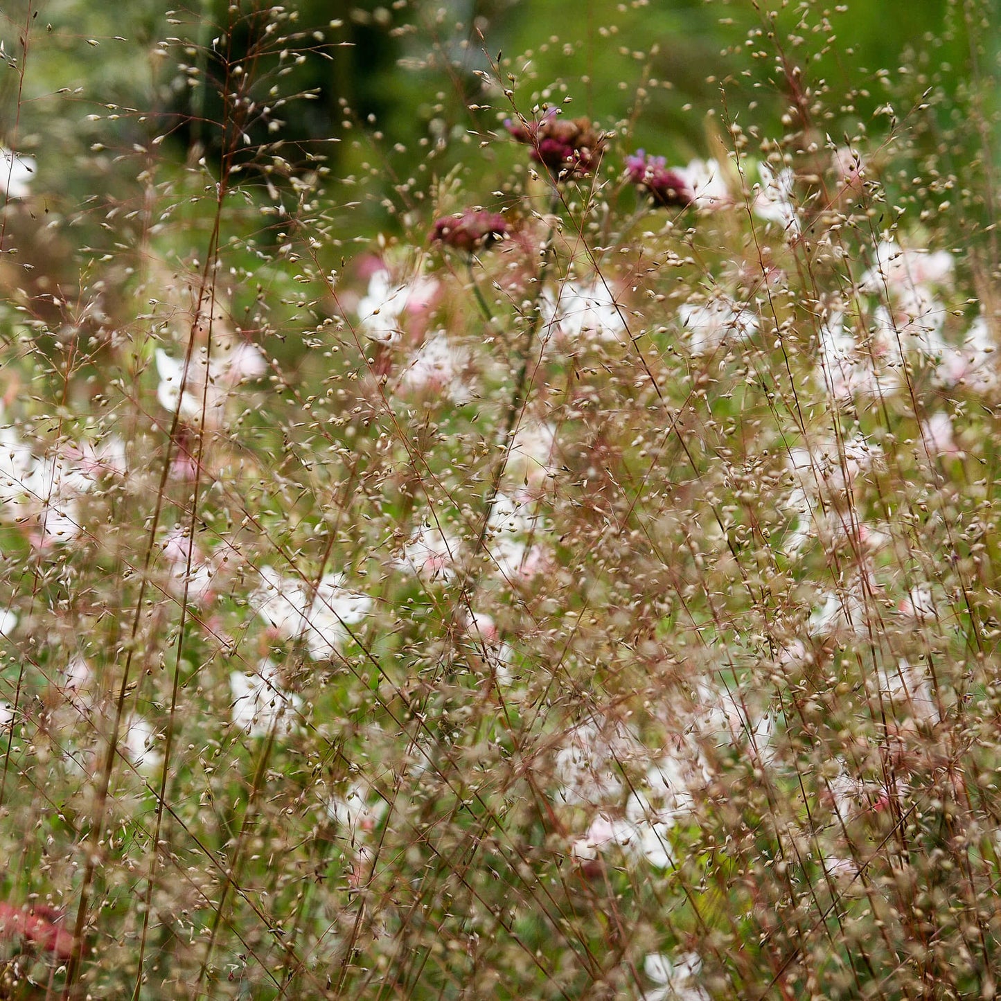 
                  
                    Semences - Sporobole à glumes inégales
                  
                