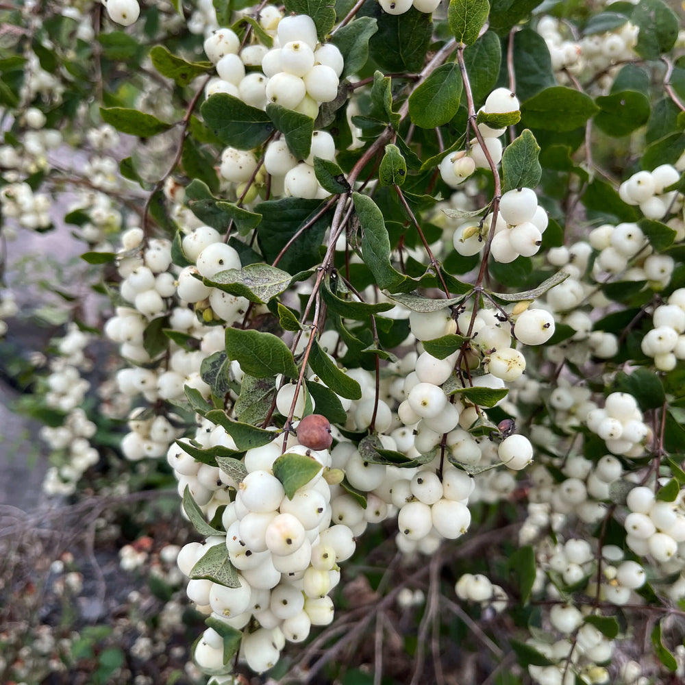 Seeds - Common Snowberry