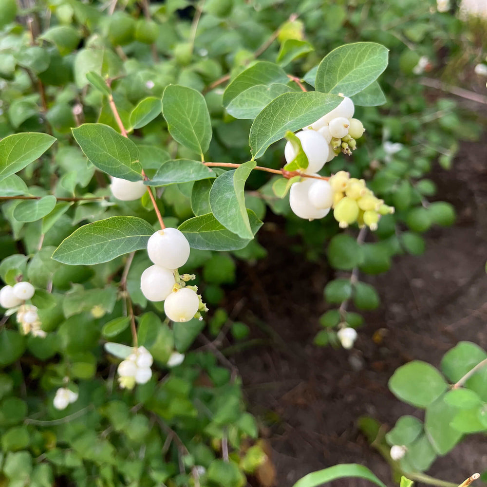 
                  
                    Seeds - Common Snowberry
                  
                