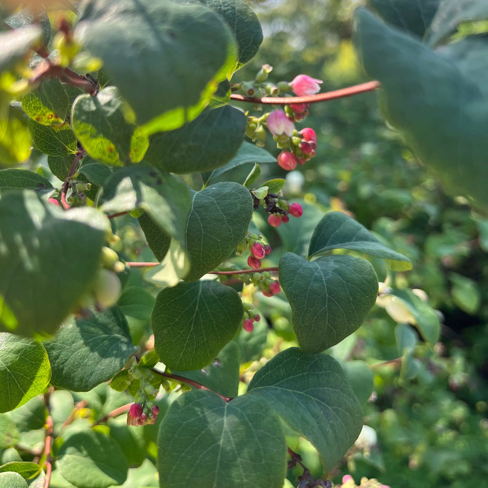 
                  
                    Seeds - Common Snowberry
                  
                