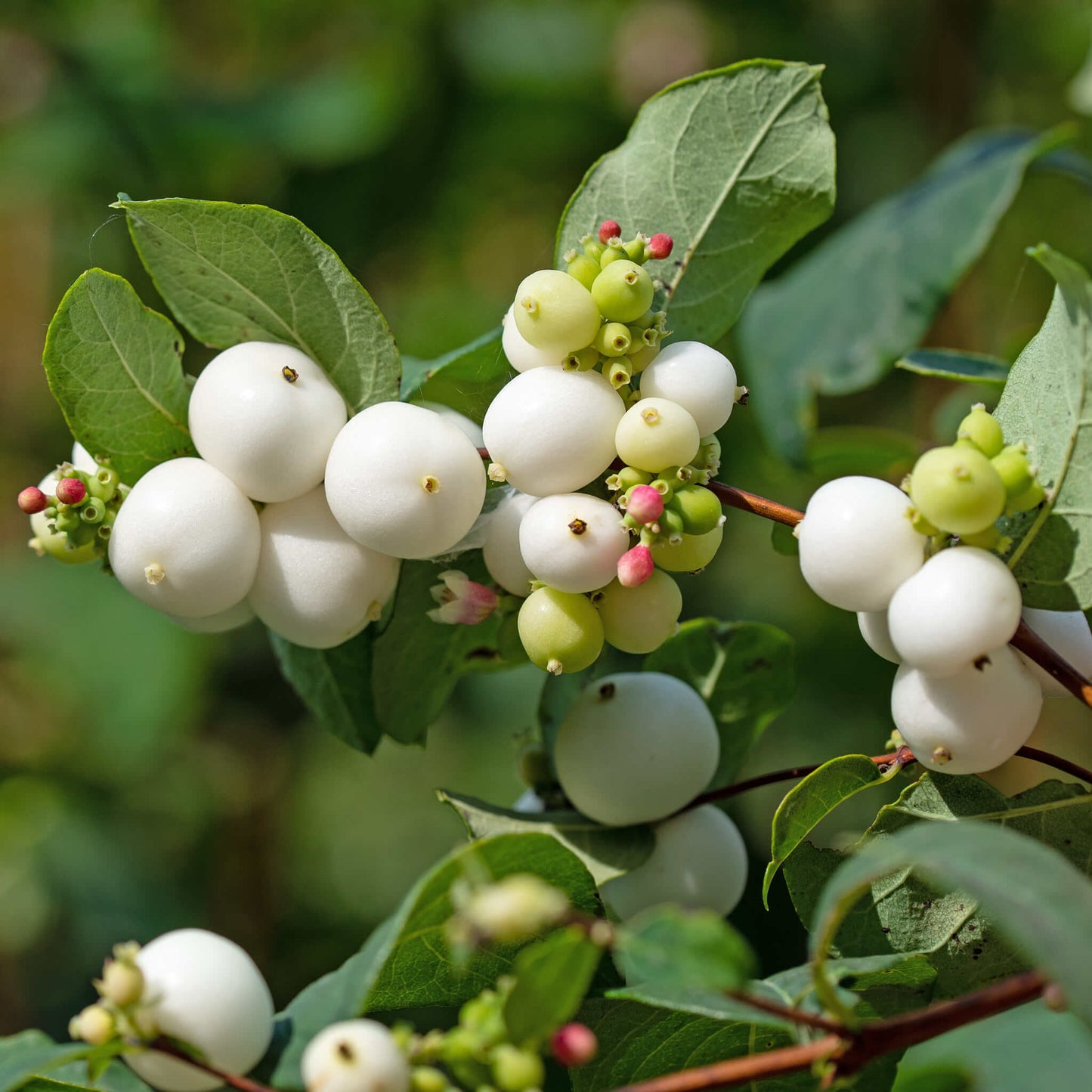 
                  
                    Seeds - Common Snowberry
                  
                