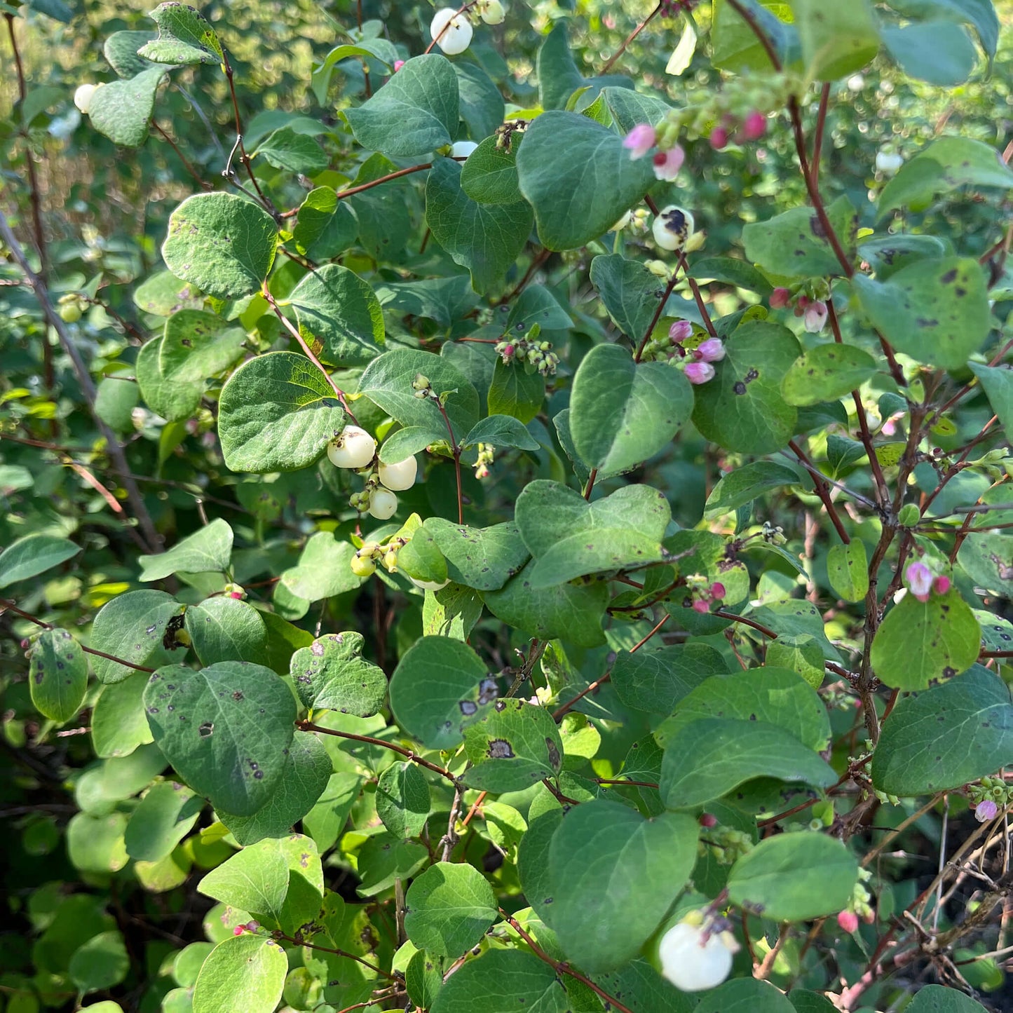 
                  
                    Seeds - Common Snowberry
                  
                