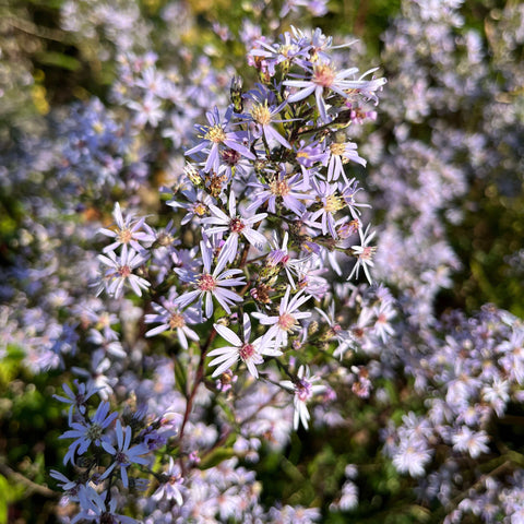 Semences - Aster à feuilles cordées
