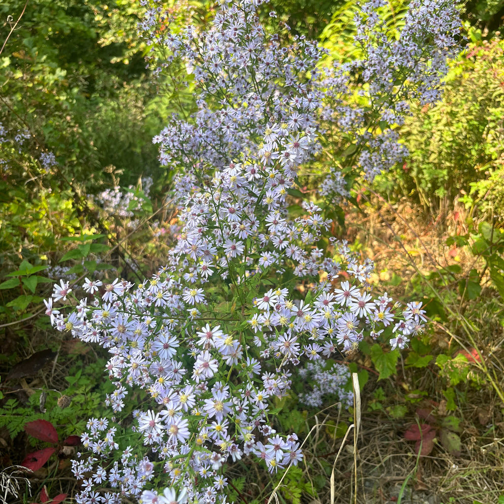 
                  
                    Seeds - Blue Wood Aster
                  
                