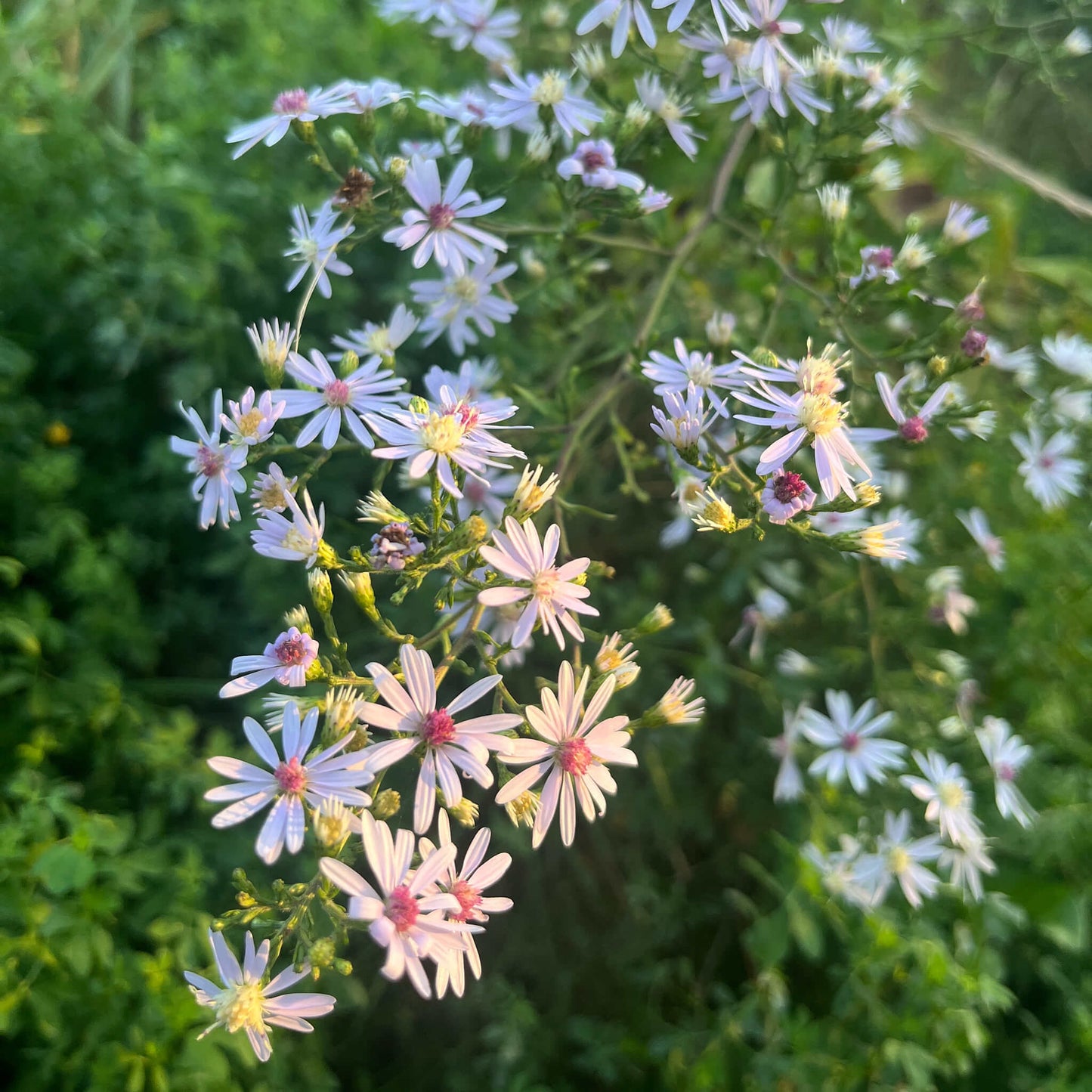 
                  
                    Seeds - Blue Wood Aster
                  
                