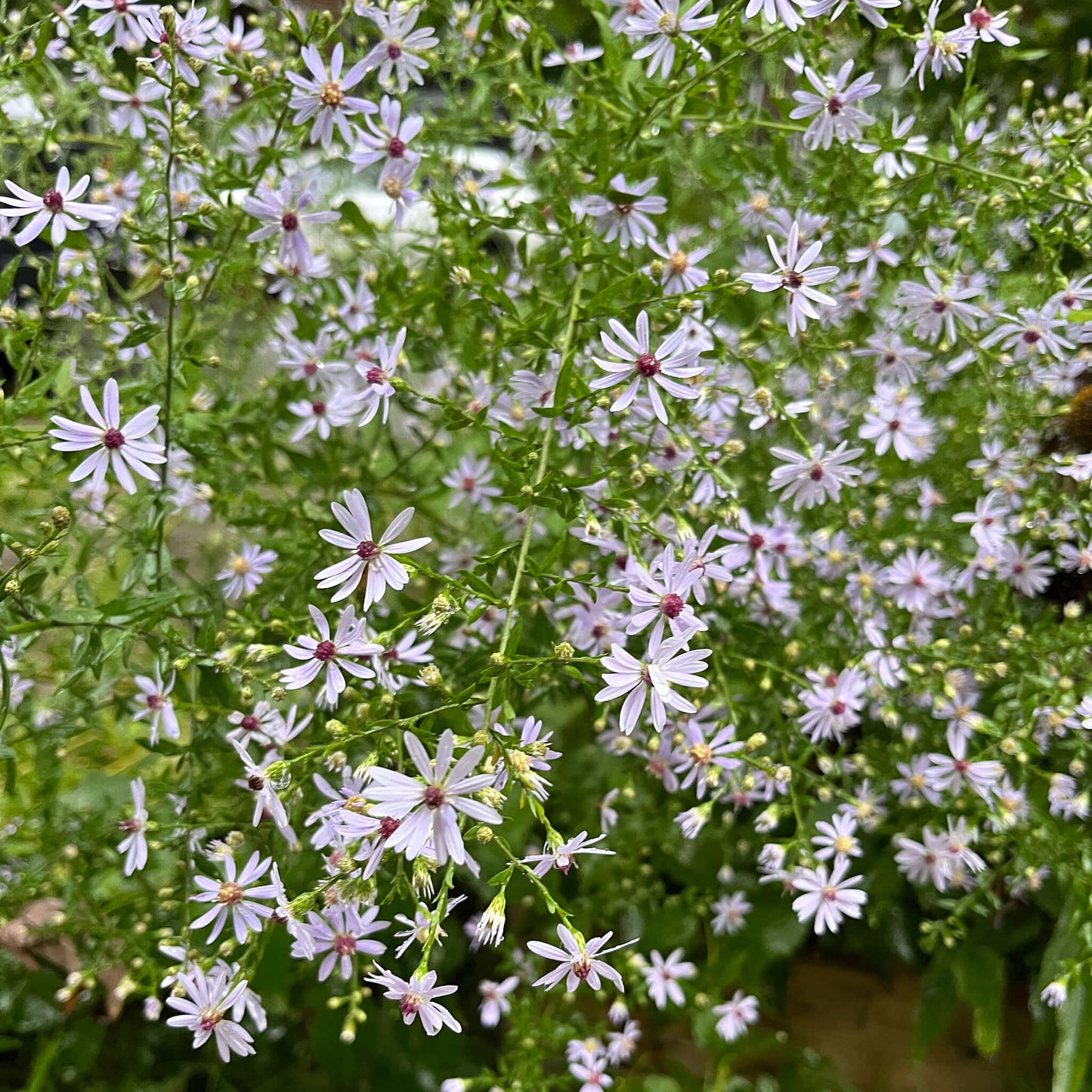 
                  
                    Seeds - Blue Wood Aster
                  
                