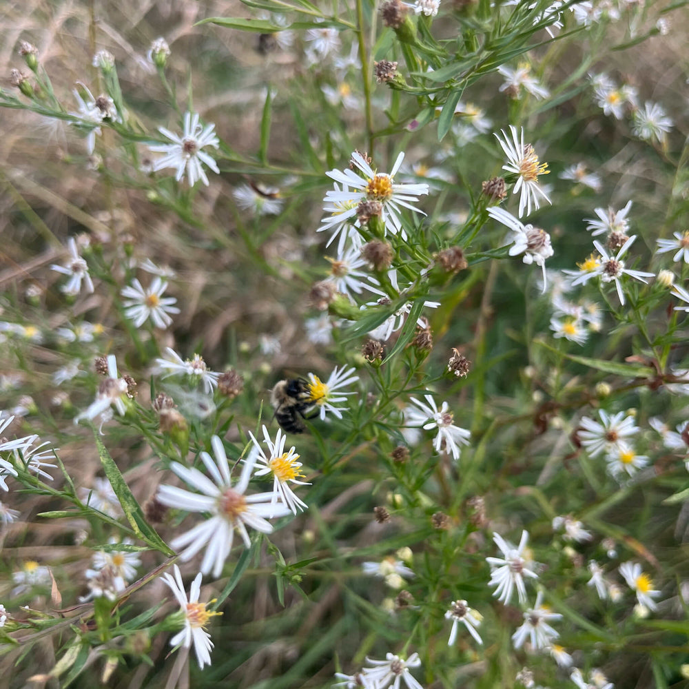 
                  
                    Semences - Aster lancéolé
                  
                