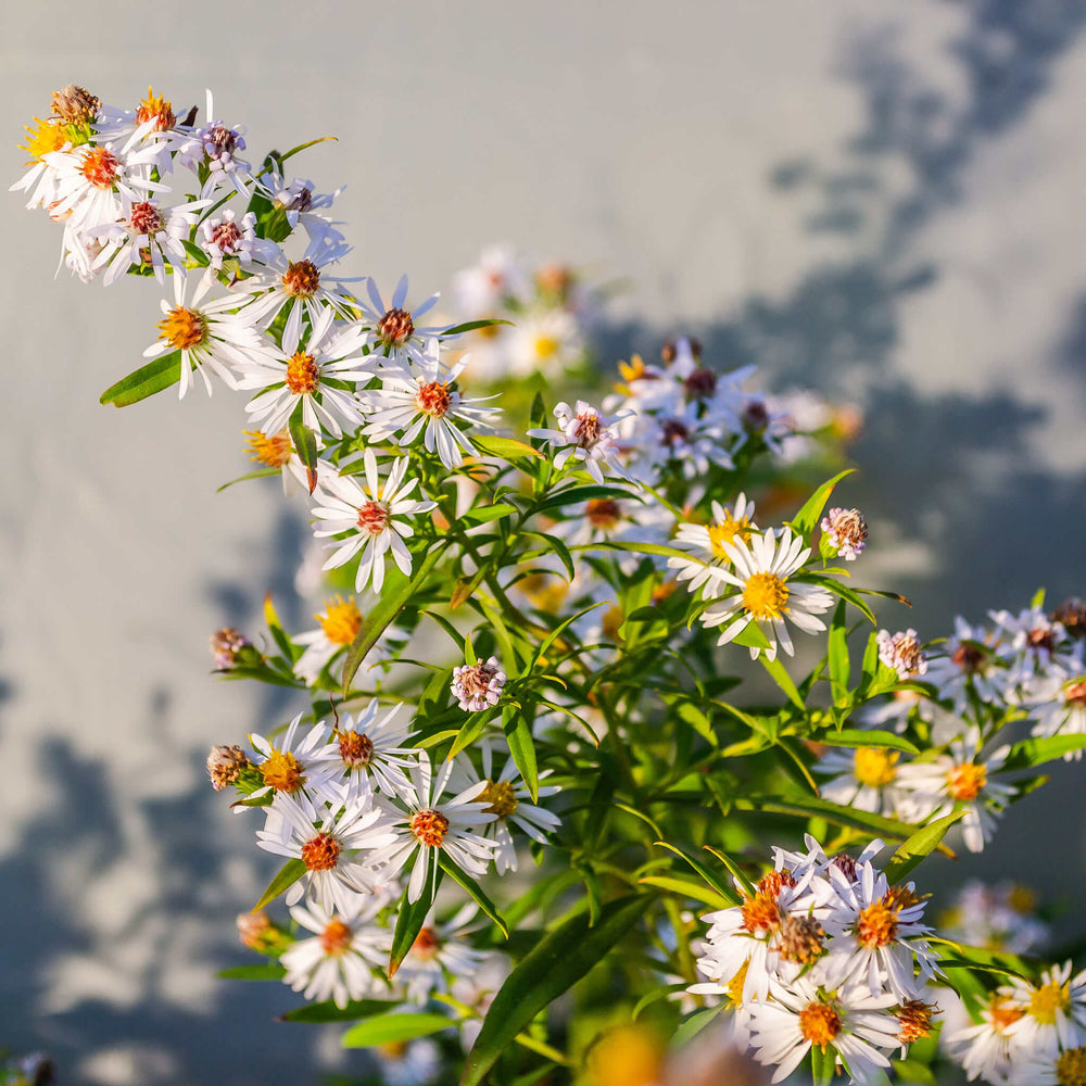 Semences - Aster lancéolé