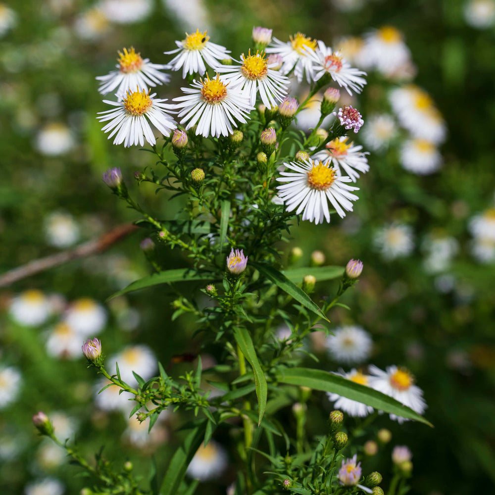 
                  
                    Seeds - White Panicled Aster
                  
                