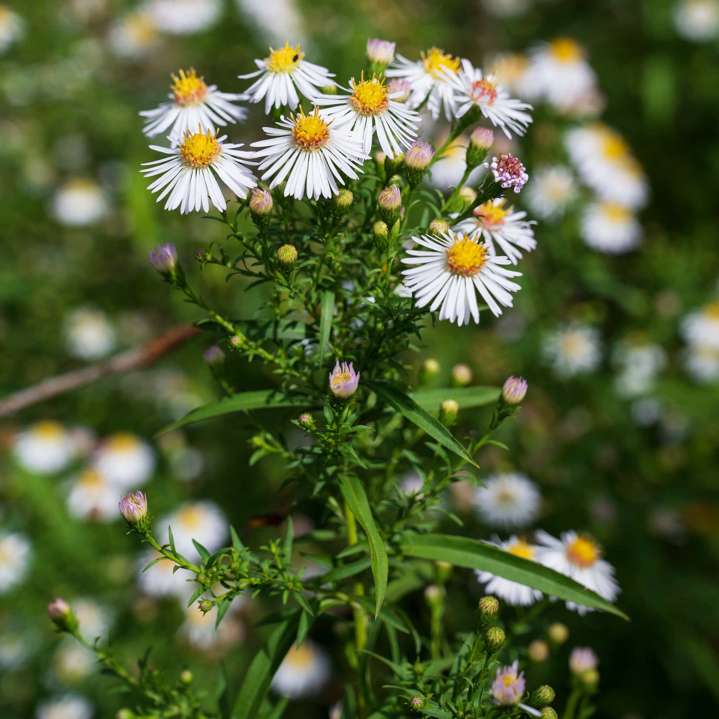 
                  
                    Seeds - White Panicled Aster
                  
                