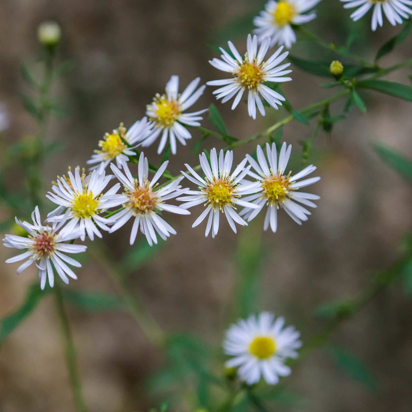 
                  
                    Seeds - White Panicled Aster
                  
                