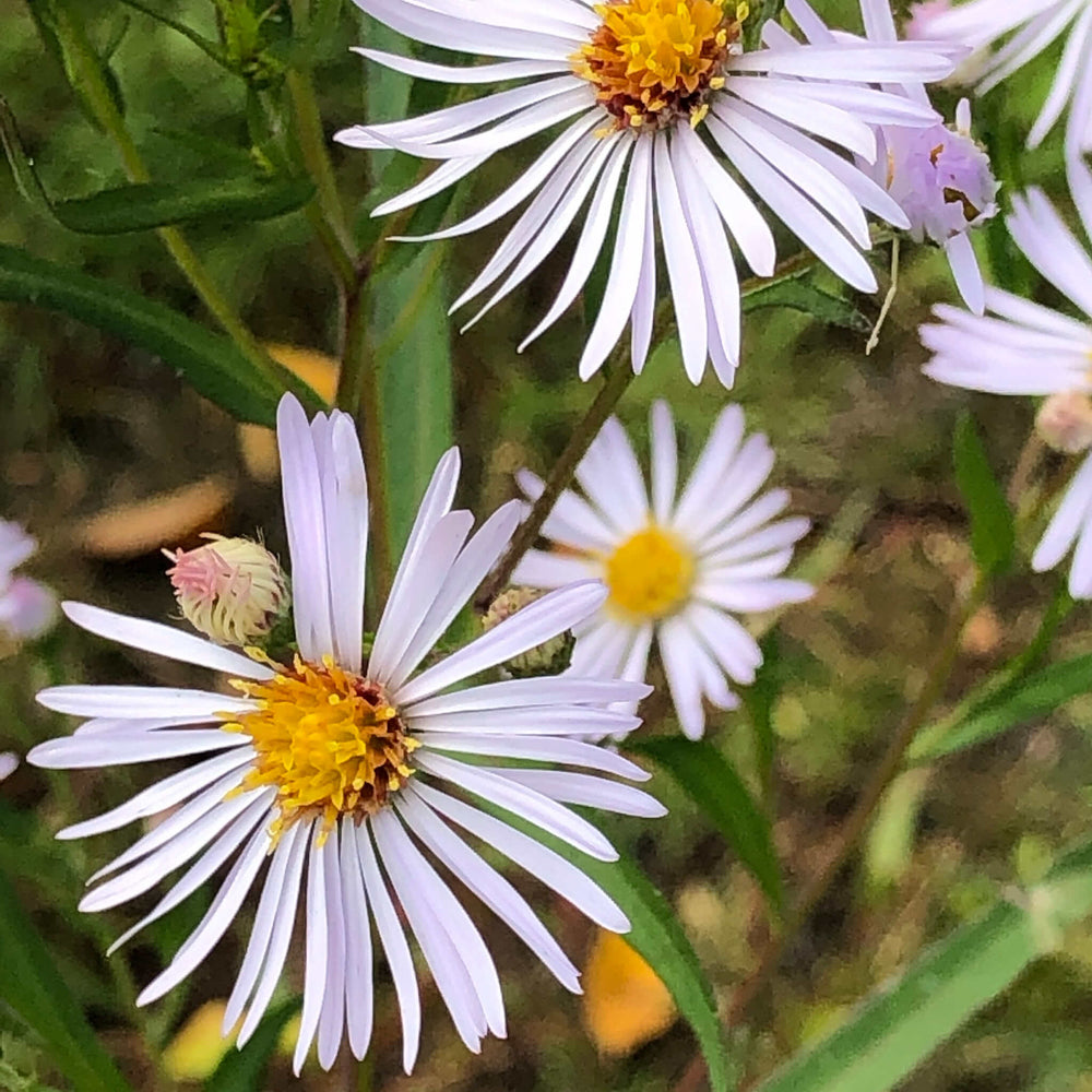 
                  
                    Seeds - White Panicled Aster
                  
                