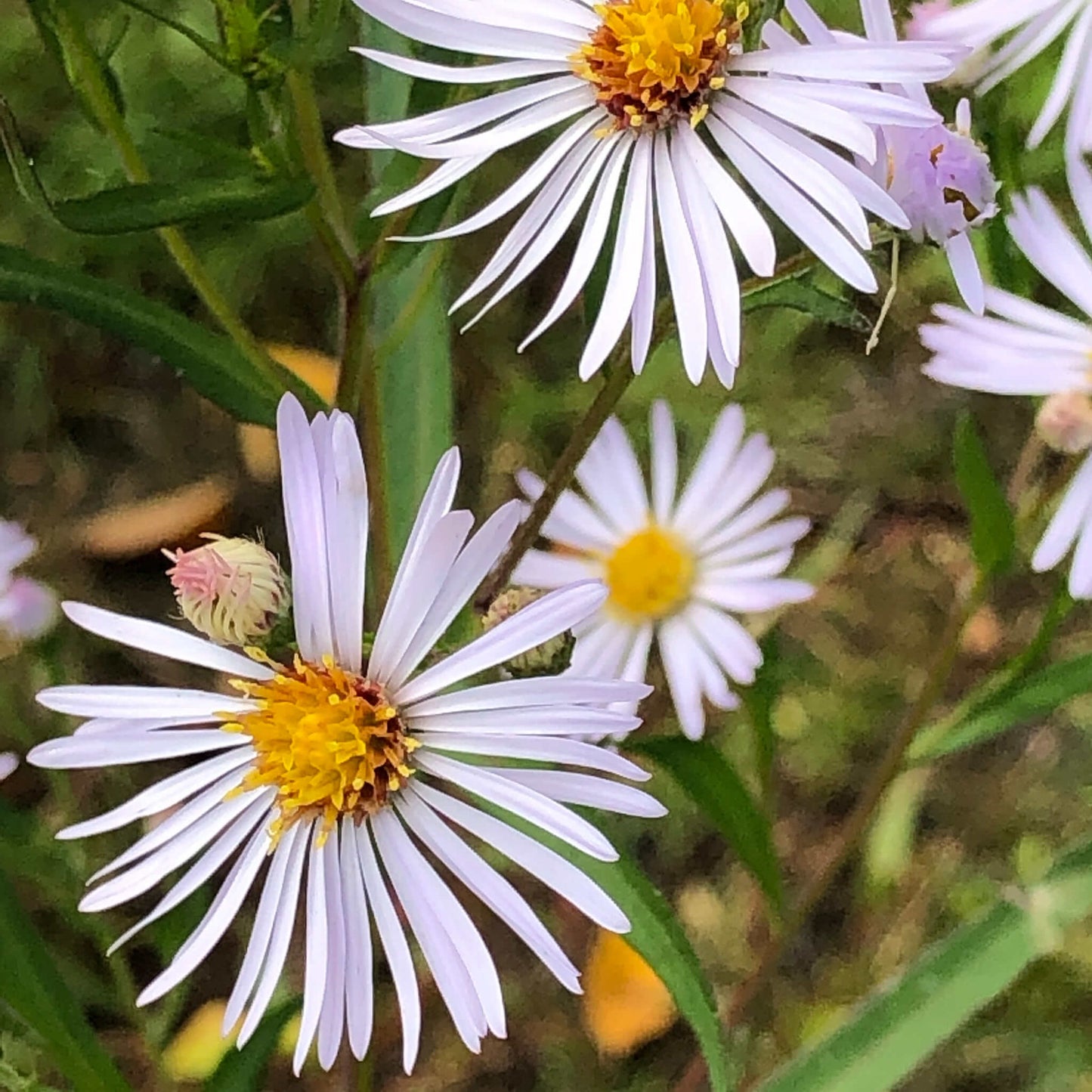 
                  
                    Seeds - White Panicled Aster
                  
                