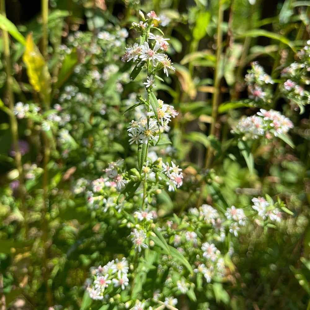 Semences - Aster latériflore