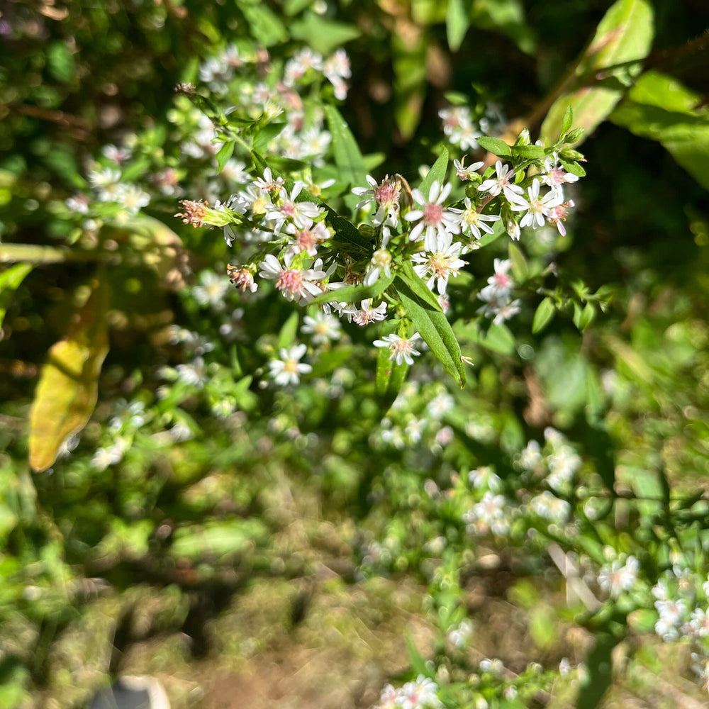 
                  
                    Semences - Aster latériflore
                  
                