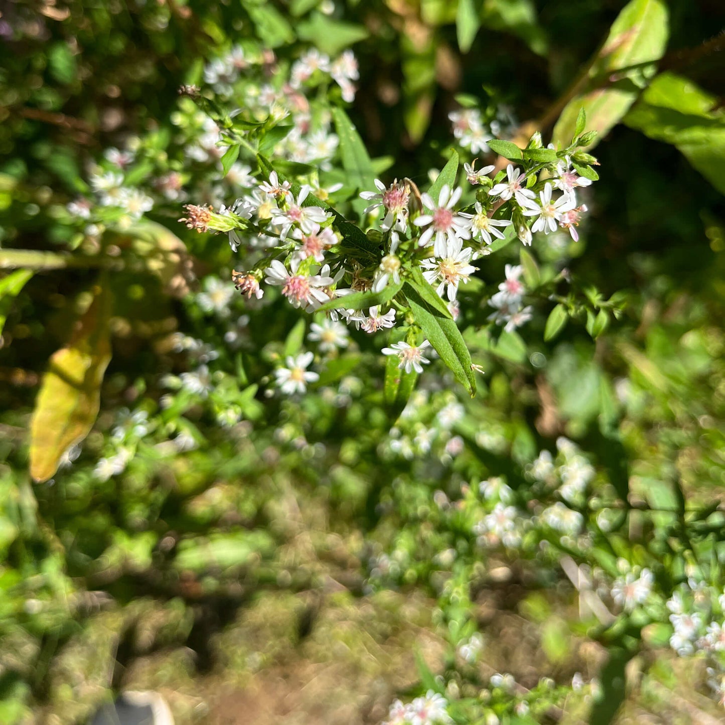
                  
                    Semences - Aster latériflore
                  
                