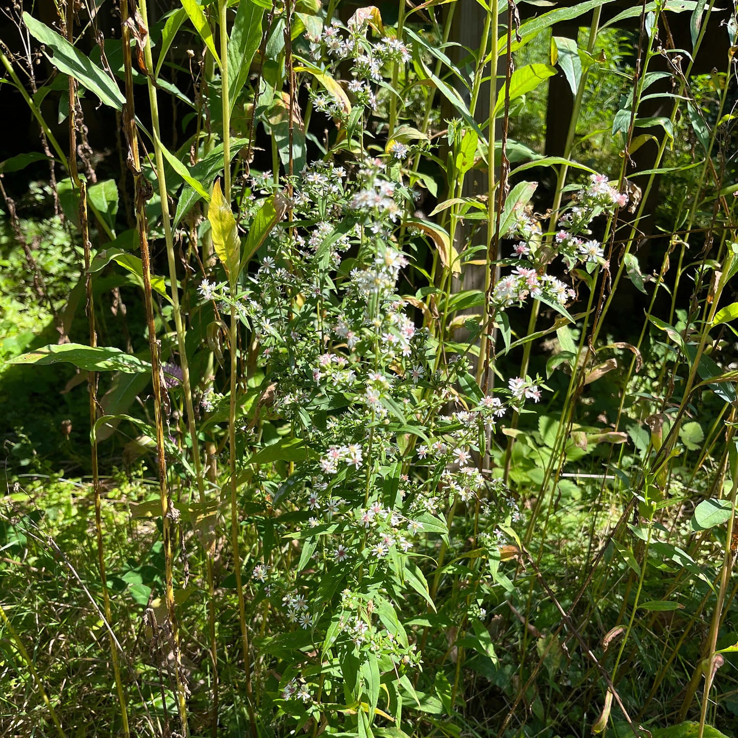 
                  
                    Semences - Aster latériflore
                  
                