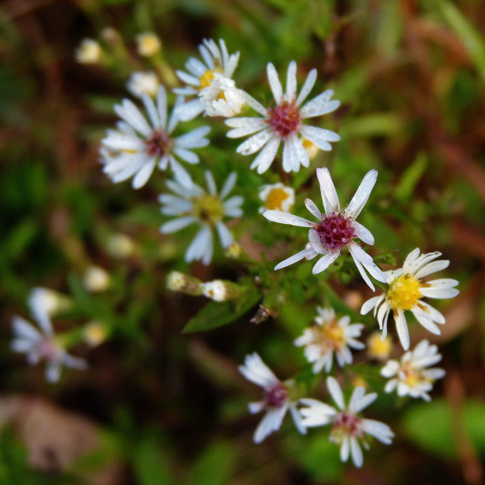 Semences - Aster latériflore