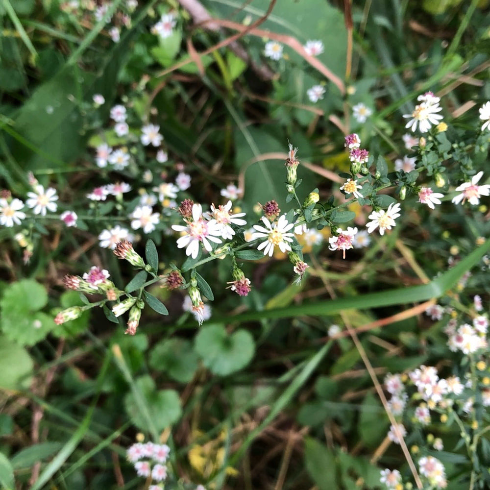 
                  
                    Semences - Aster latériflore
                  
                