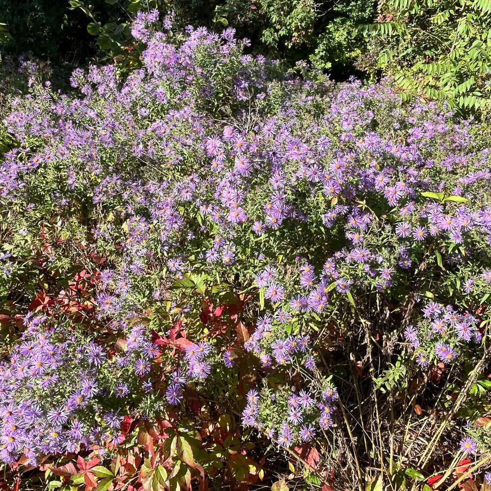 
                  
                    Seeds - New England Aster 
                  
                