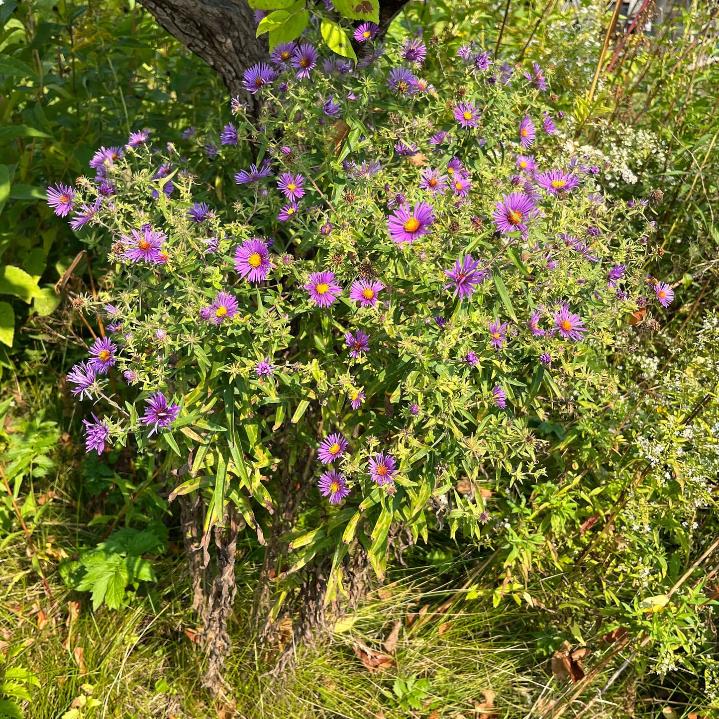 
                  
                    Seeds - New England Aster 
                  
                