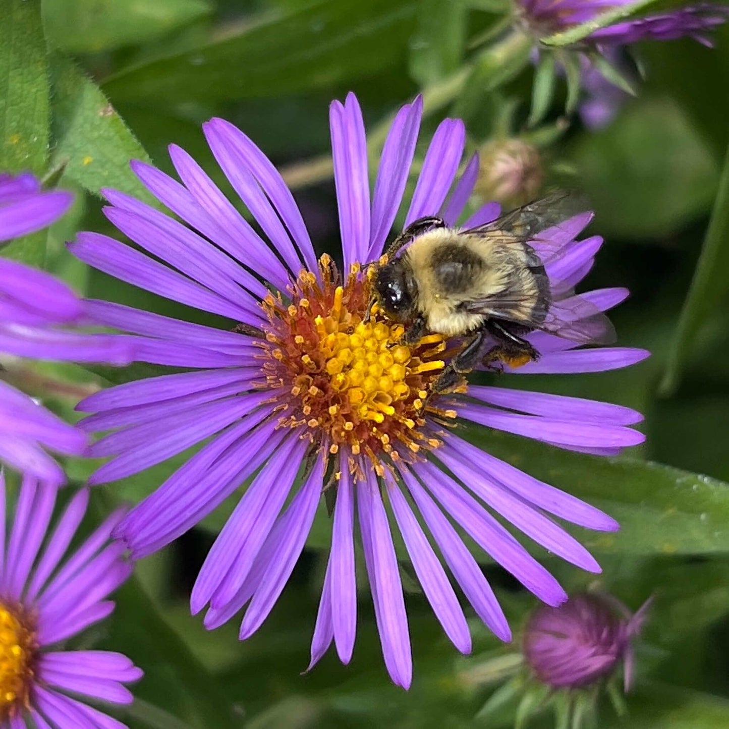 
                  
                    Seeds - New England Aster 
                  
                