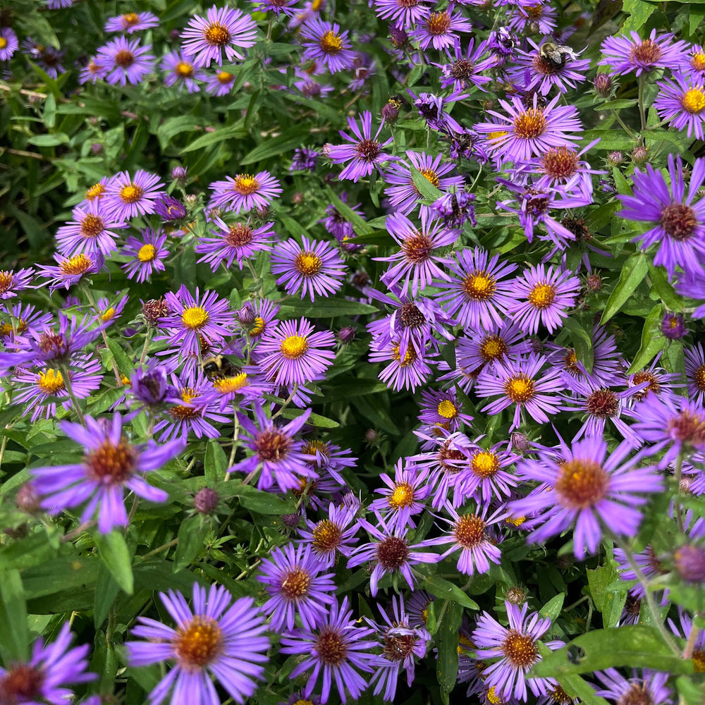 Seeds - New England Aster 