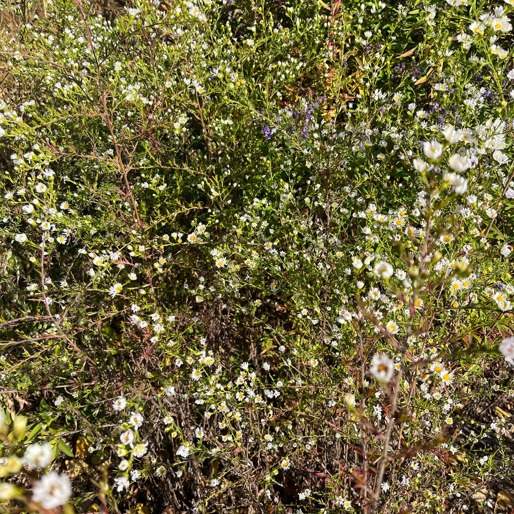 
                  
                    Semences - Aster poilu
                  
                