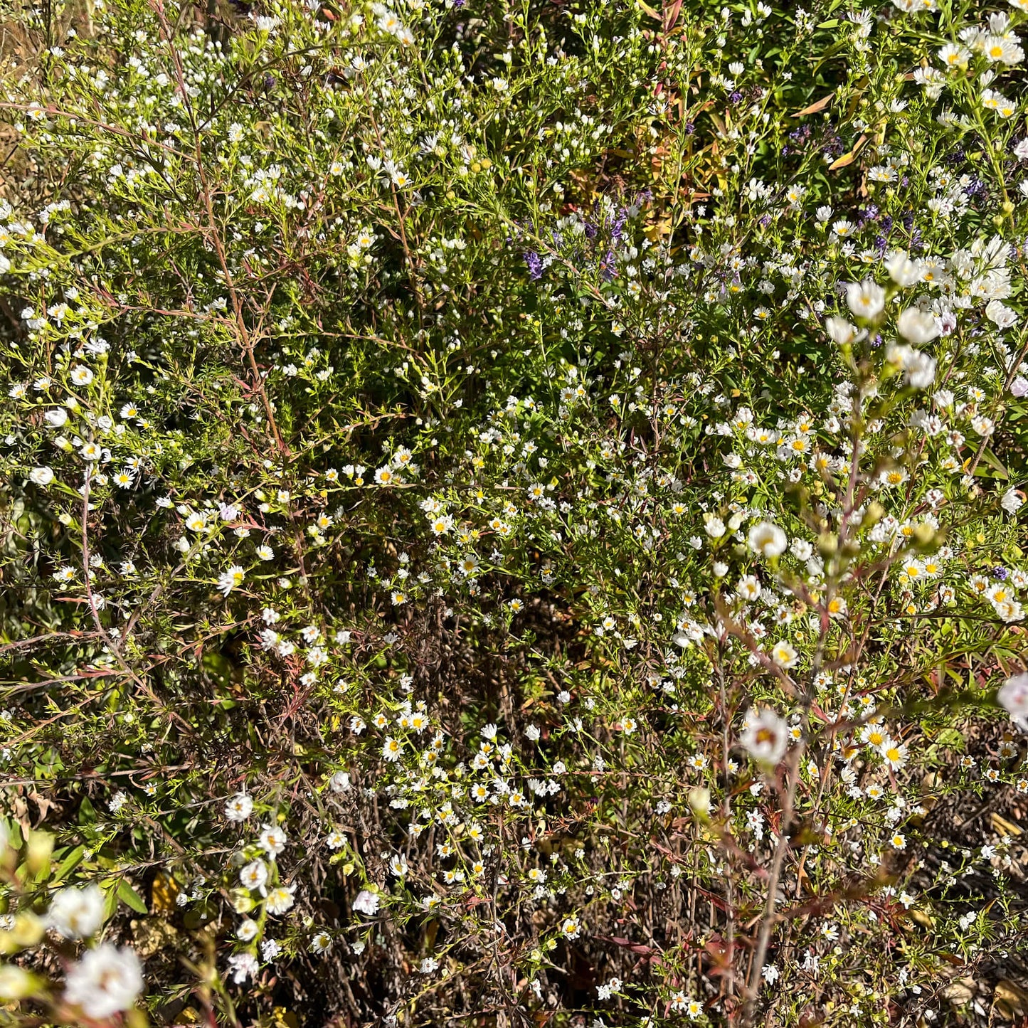
                  
                    Semences - Aster poilu
                  
                