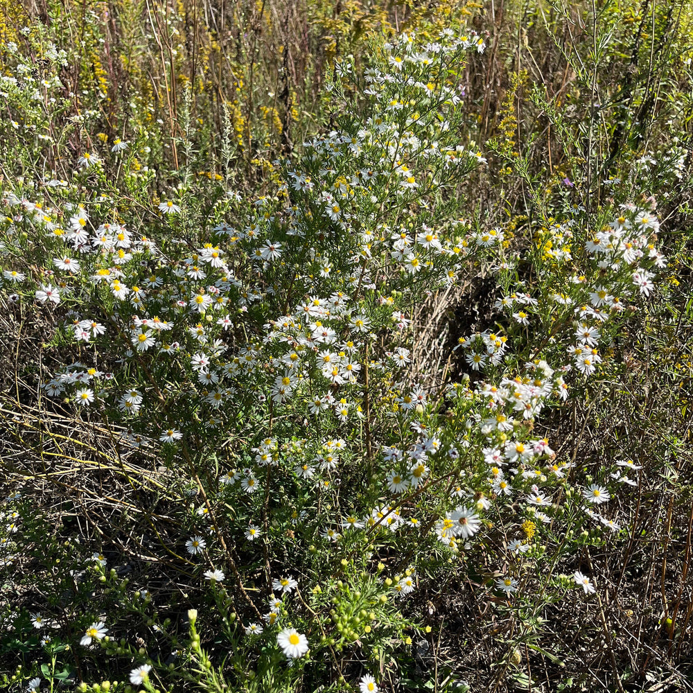 
                  
                    Semences - Aster poilu
                  
                