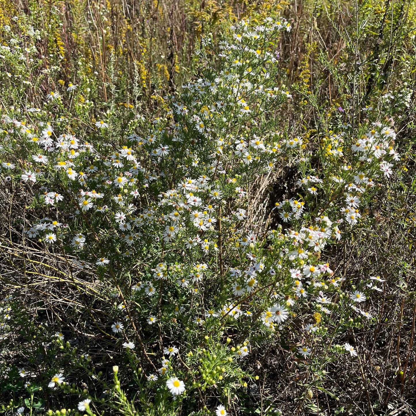 
                  
                    Semences - Aster poilu
                  
                