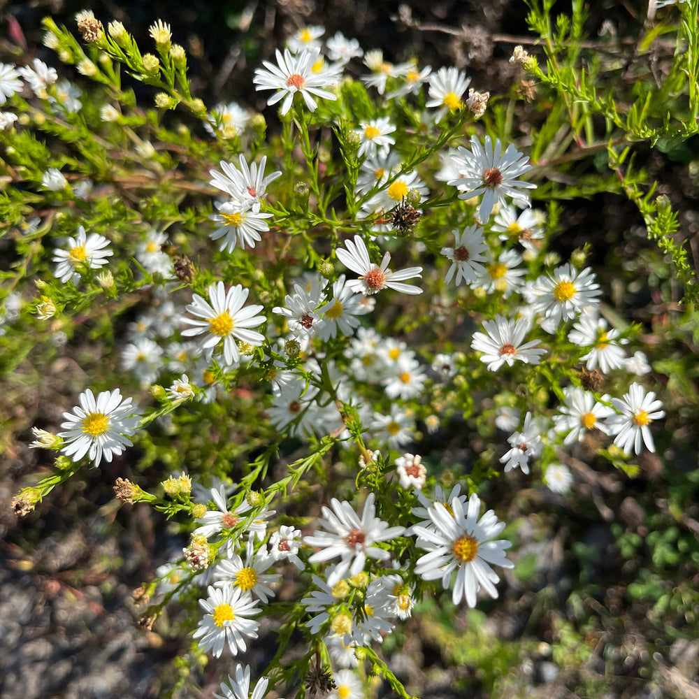 Semences - Aster poilu