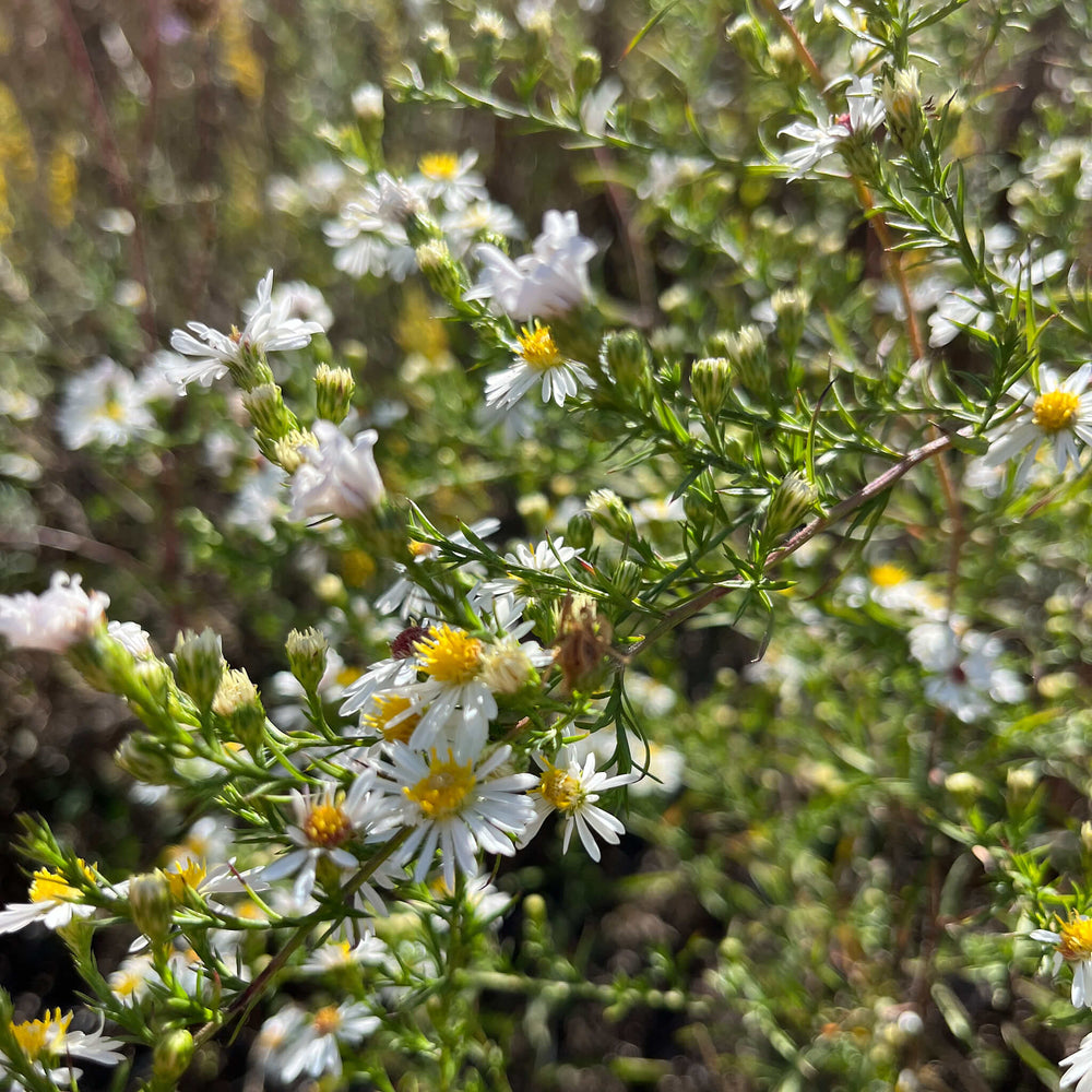 
                  
                    Semences - Aster poilu
                  
                