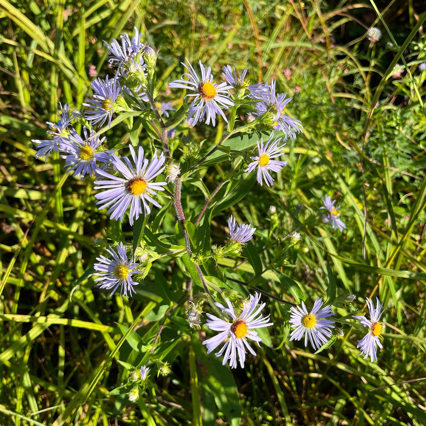 
                  
                    Semences - Aster ponceau
                  
                