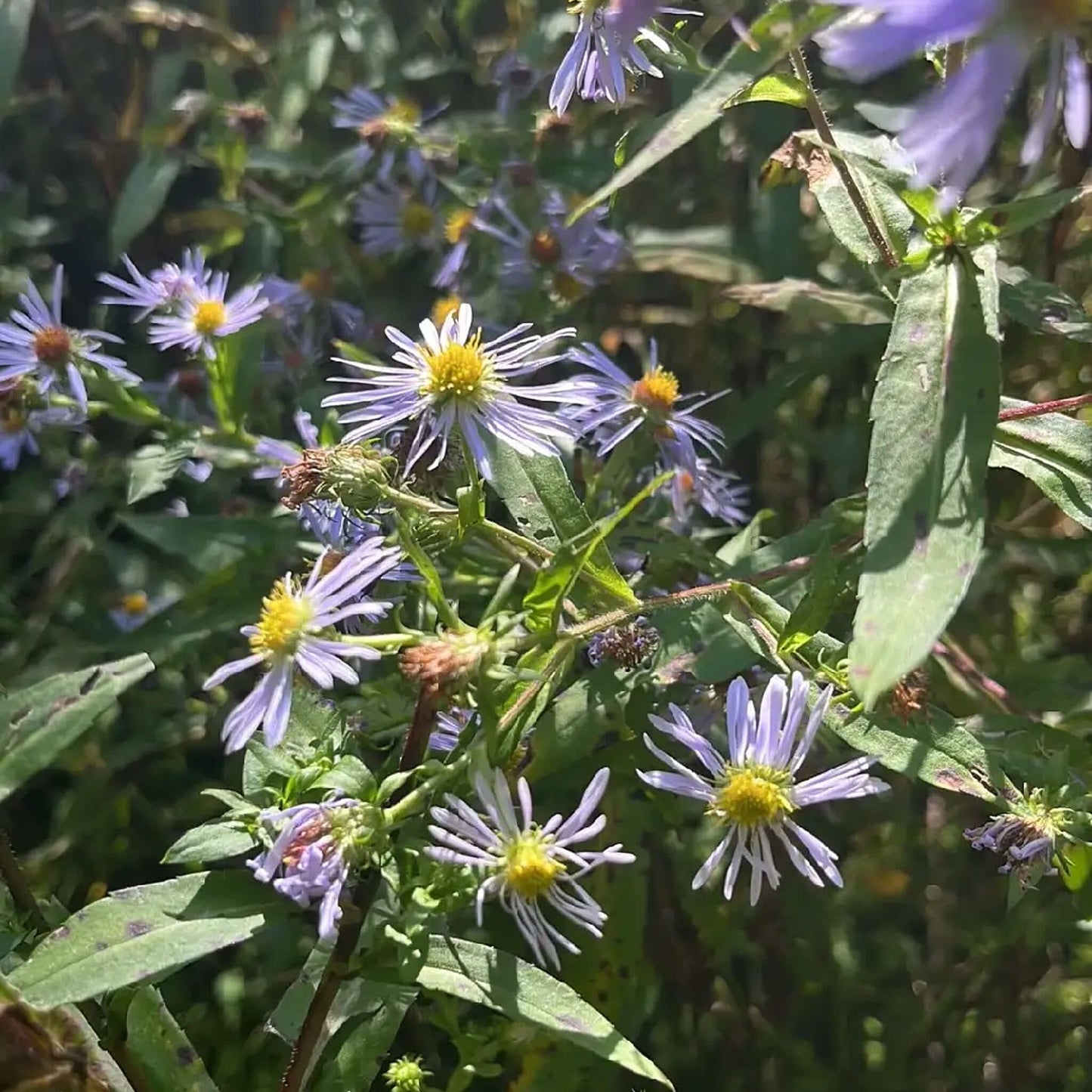 
                  
                    Semences - Aster ponceau
                  
                